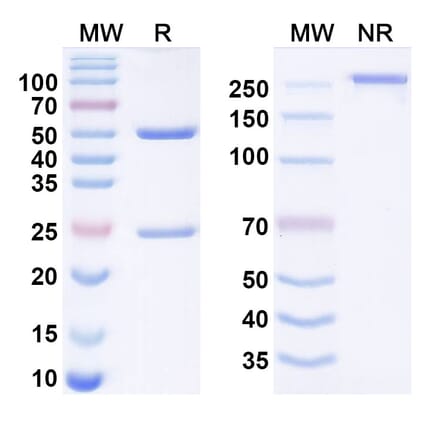 SDS-PAGE - suvonstobart Biosimilar - Anti-CD24 Antibody - BSA and Azide free (A340961) - Antibodies.com