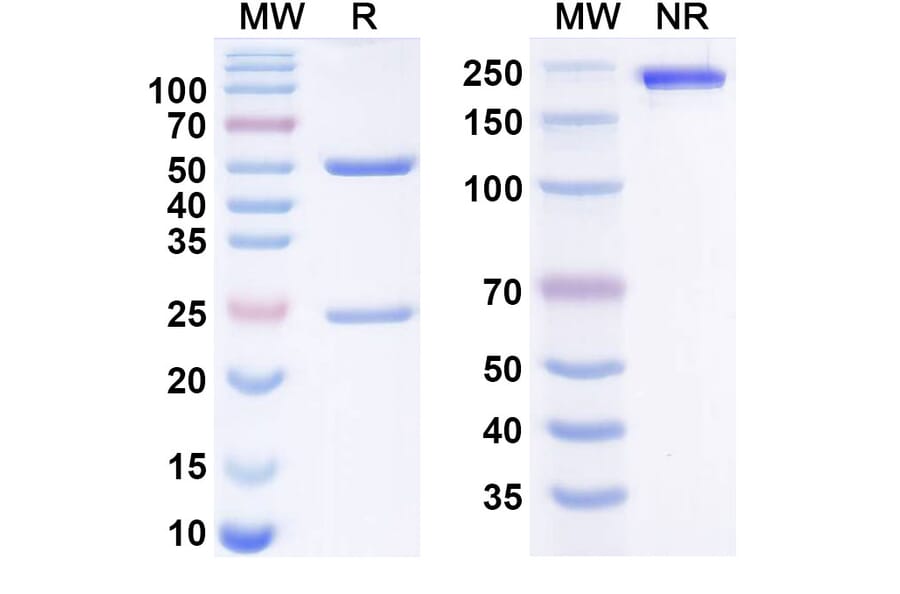 SDS-PAGE - birinkibart Biosimilar - Anti-IL3RB Antibody - BSA and Azide free (A340967) - Antibodies.com