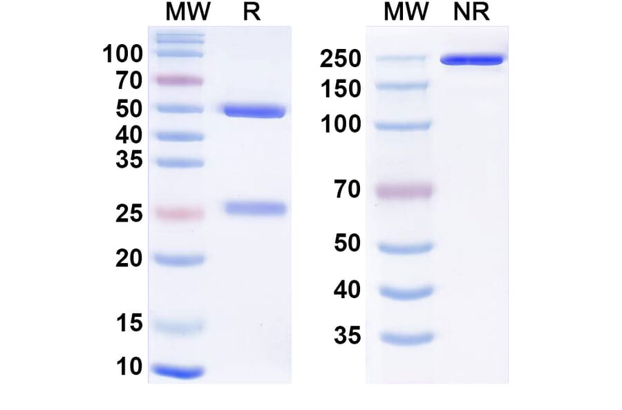 SDS-PAGE - inlecitug Biosimilar - Anti-VEGF Receptor 2 Antibody - BSA and Azide free (A340973) - Antibodies.com