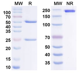 SDS-PAGE - adezkibart Biosimilar - Anti-FLT3L Antibody - BSA and Azide free (A340978) - Antibodies.com