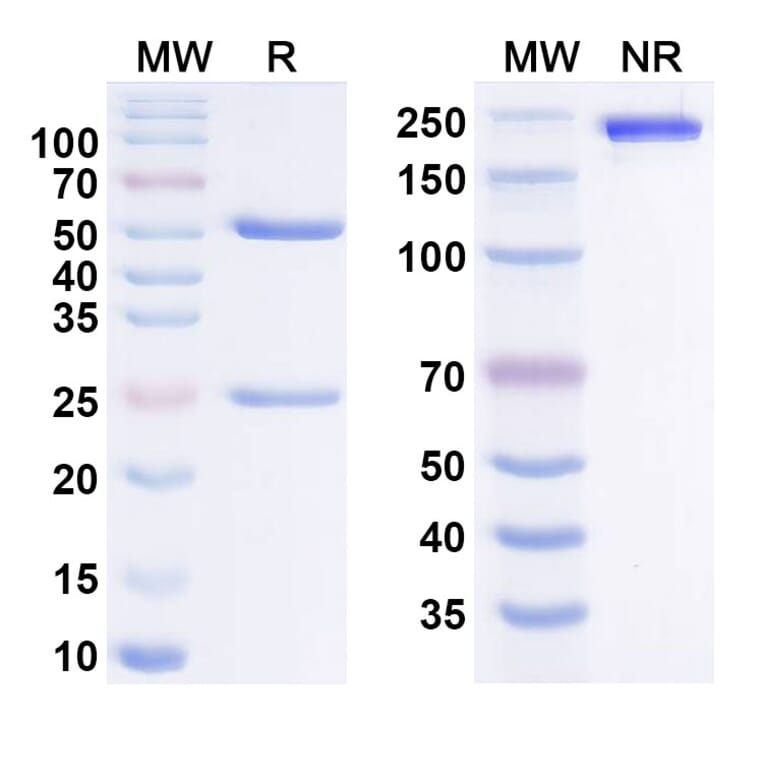 SDS-PAGE - adezkibart Biosimilar - Anti-FLT3L Antibody - BSA and Azide free (A340978) - Antibodies.com