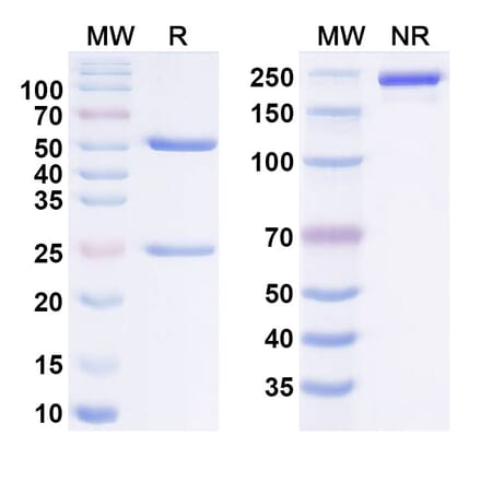 SDS-PAGE - enzelkitug Biosimilar - Anti-CCR8 Antibody - BSA and Azide free (A340981) - Antibodies.com