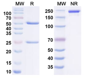 SDS-PAGE - imeroprubart Biosimilar - Anti-FcRn Antibody - BSA and Azide free (A340982) - Antibodies.com