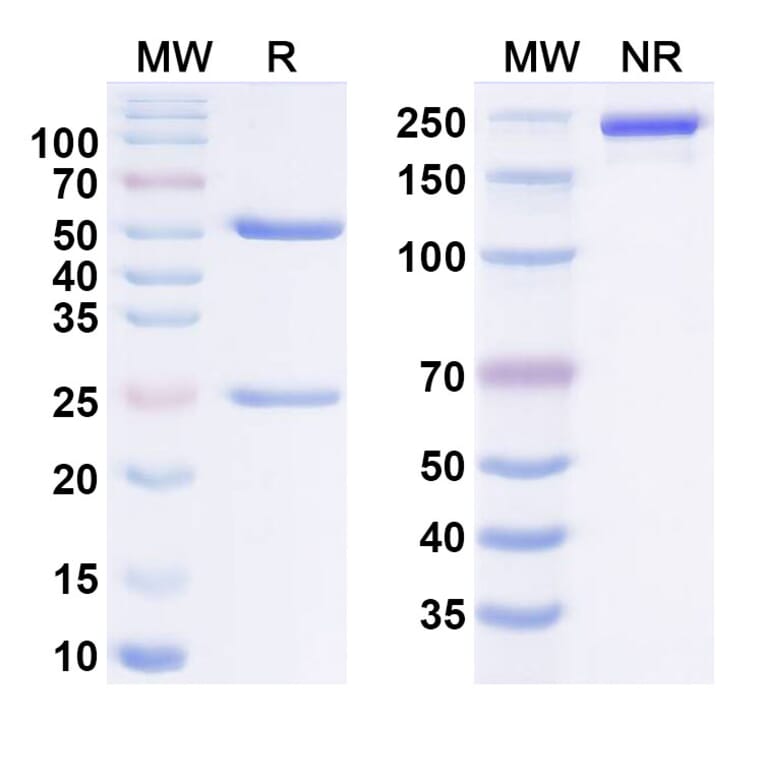 SDS-PAGE - imeroprubart Biosimilar - Anti-FcRn Antibody - BSA and Azide free (A340982) - Antibodies.com