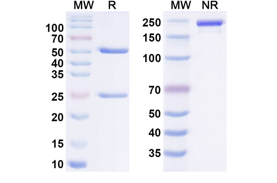 SDS-PAGE - ixotatug Biosimilar - Anti-Claudin 6 Antibody - BSA and Azide free (A340983) - Antibodies.com