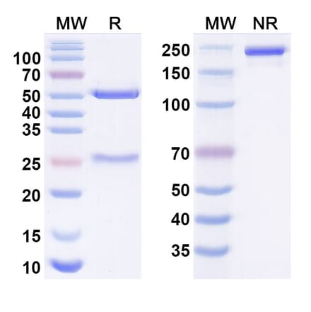 SDS-PAGE - ciletatug Biosimilar - Anti-Claudin18 Antibody - BSA and Azide free (A340984) - Antibodies.com