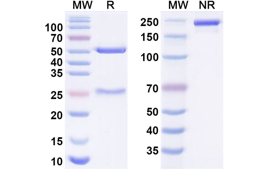 SDS-PAGE - omectatug Biosimilar - Anti-Claudin18 Antibody - BSA and Azide free (A340985) - Antibodies.com