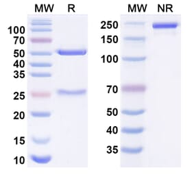 SDS-PAGE - sonesitatug Biosimilar - Anti-Claudin18 Antibody - BSA and Azide free (A340986) - Antibodies.com