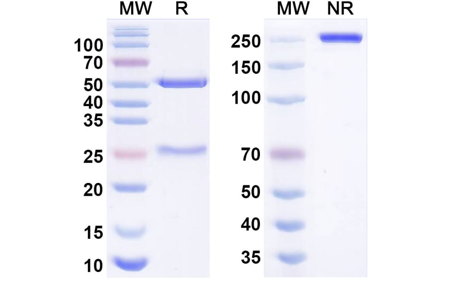 SDS-PAGE - balekafusp alfa Biosimilar - Anti-IL-2 Antibody - BSA and Azide free (A340989) - Antibodies.com
