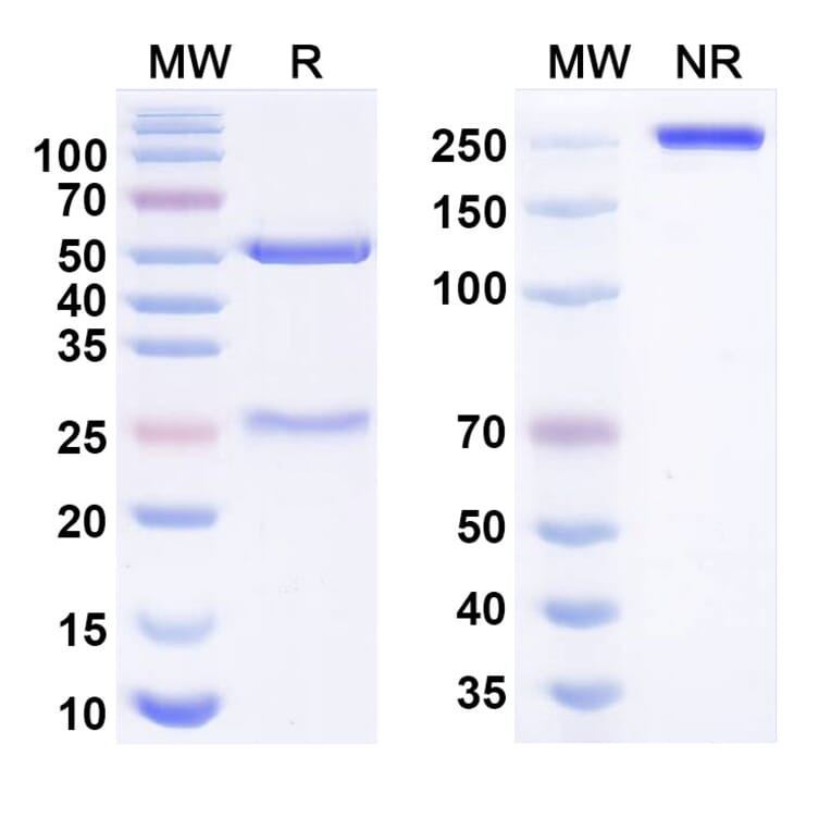 SDS-PAGE - pamlectabart Biosimilar - Anti-BCMA Antibody - BSA and Azide free (A340990) - Antibodies.com