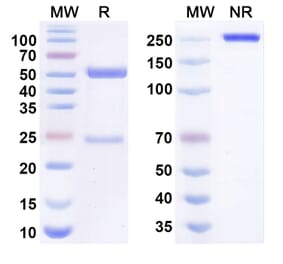 SDS-PAGE - atenastobart Biosimilar - Anti-CD137 Antibody - BSA and Azide free (A340993) - Antibodies.com