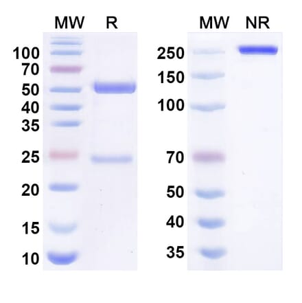 SDS-PAGE - atenastobart Biosimilar - Anti-CD137 Antibody - BSA and Azide free (A340993) - Antibodies.com