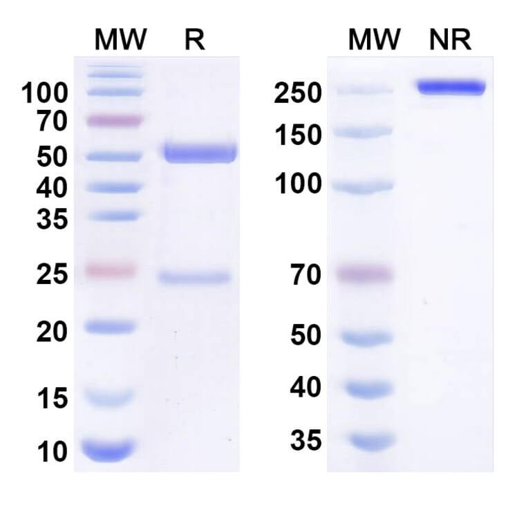 SDS-PAGE - atenastobart Biosimilar - Anti-CD137 Antibody - BSA and Azide free (A340993) - Antibodies.com