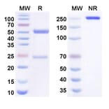SDS-PAGE - atenastobart Biosimilar - Anti-CD137 Antibody - BSA and Azide free (A340993) - Antibodies.com