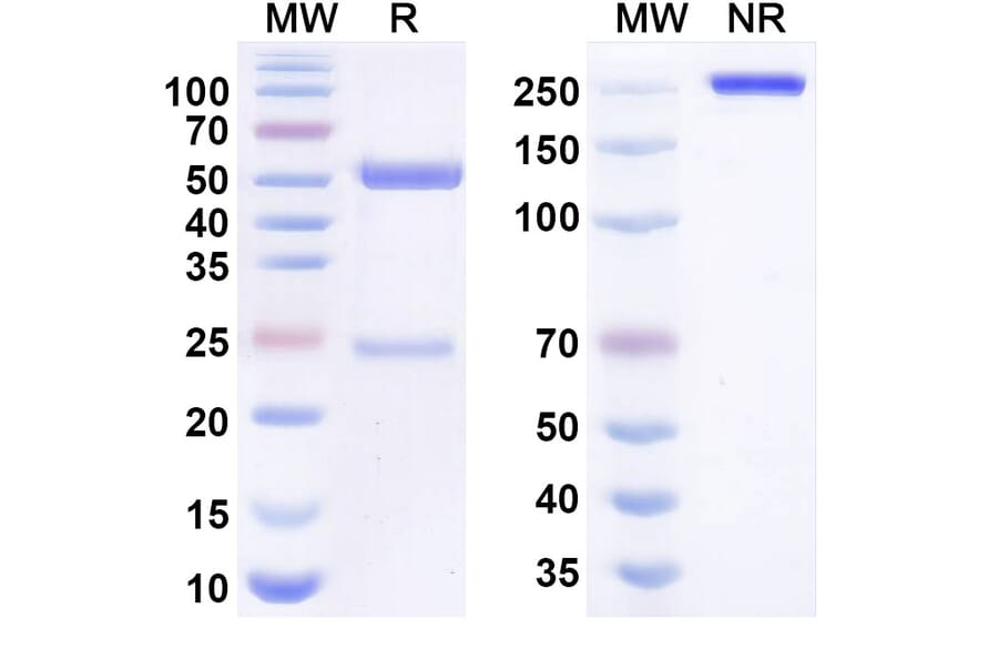 SDS-PAGE - laventatug Biosimilar - Anti-SLC39A6 Antibody - BSA and Azide free (A340997) - Antibodies.com