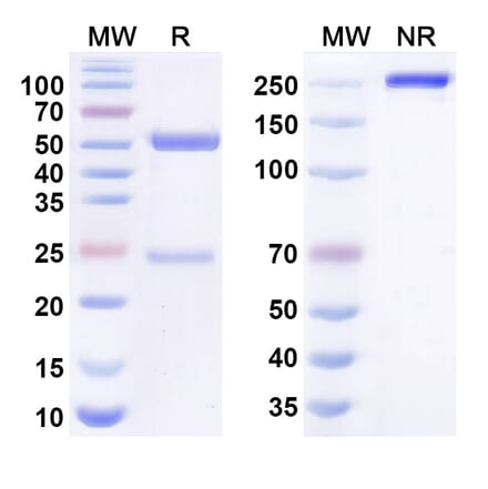 SDS-PAGE - aletekitug Biosimilar - Anti-IL-18 Antibody - BSA and Azide free (A340998) - Antibodies.com