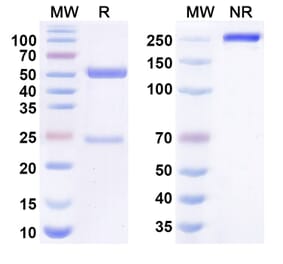 SDS-PAGE - rapaprutug Biosimilar - Anti-LysRS Antibody - BSA and Azide free (A341000) - Antibodies.com