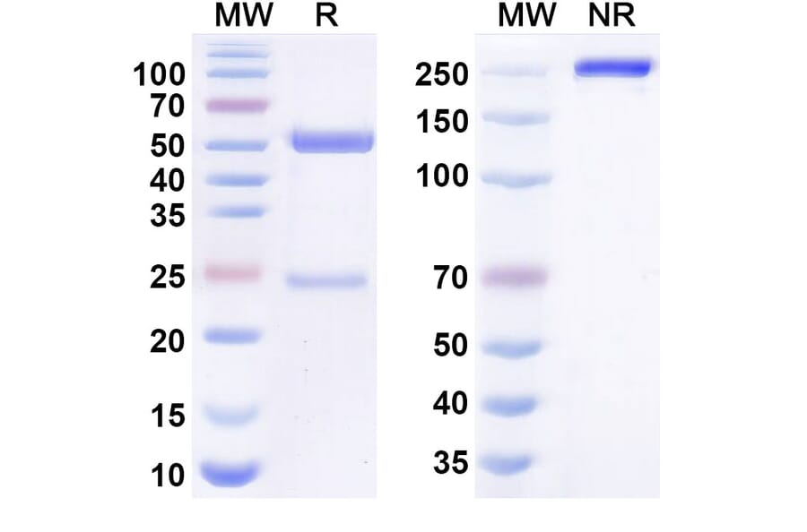 SDS-PAGE - rapaprutug Biosimilar - Anti-LysRS Antibody - BSA and Azide free (A341000) - Antibodies.com