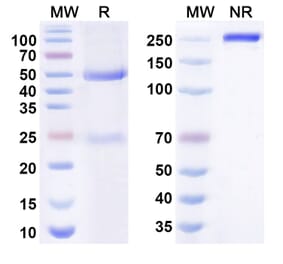 SDS-PAGE - turenkibart Biosimilar - Anti-IL-17A Antibody - BSA and Azide free (A341003) - Antibodies.com