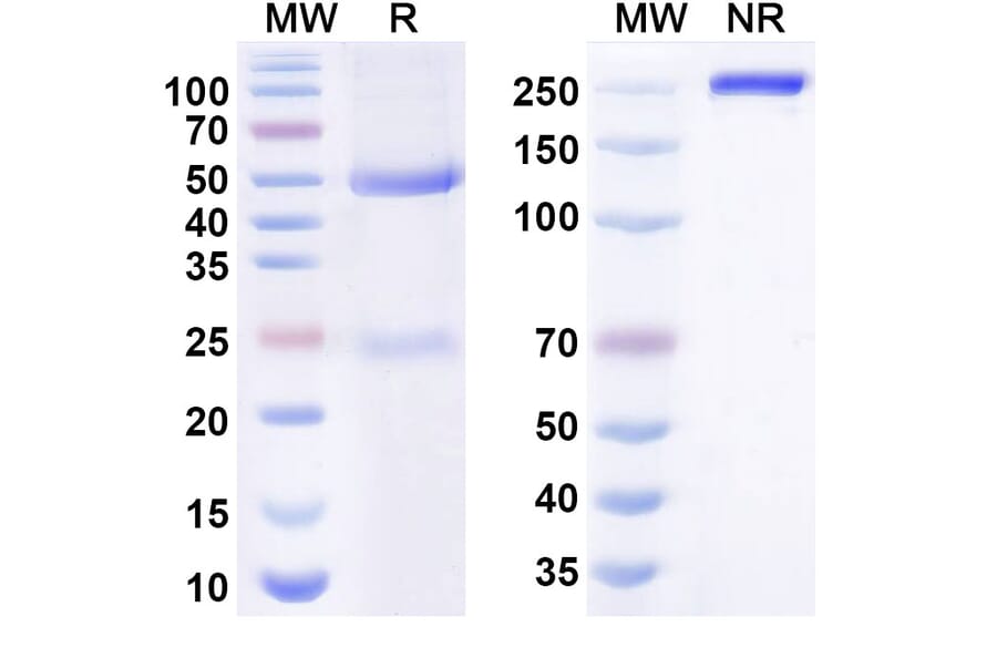 SDS-PAGE - turenkibart Biosimilar - Anti-IL-17A Antibody - BSA and Azide free (A341003) - Antibodies.com