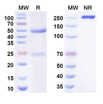 SDS-PAGE - turenkibart Biosimilar - Anti-IL-17A Antibody - BSA and Azide free (A341003) - Antibodies.com