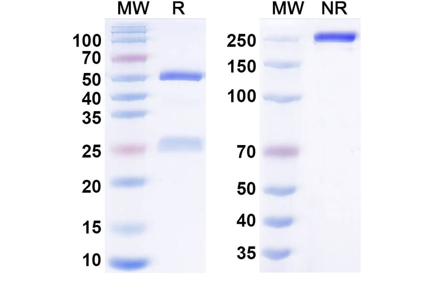 SDS-PAGE - amdokitug Biosimilar - Anti-IL-17A Antibody - BSA and Azide free (A341004) - Antibodies.com