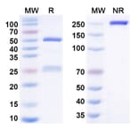 SDS-PAGE - amdokitug Biosimilar - Anti-IL-17A Antibody - BSA and Azide free (A341004) - Antibodies.com