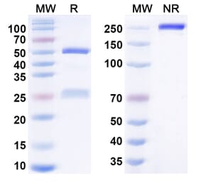 SDS-PAGE - crusekitug Biosimilar - Anti-IL-17A Antibody - BSA and Azide free (A341005) - Antibodies.com