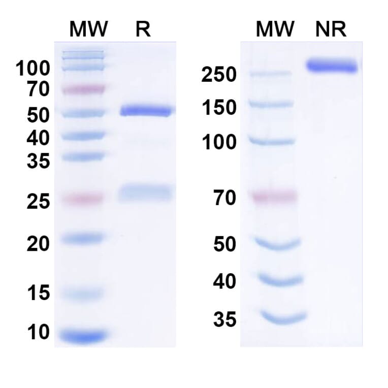 SDS-PAGE - isuventatug Biosimilar - Anti-MICA + MICB Antibody - BSA and Azide free (A341007) - Antibodies.com