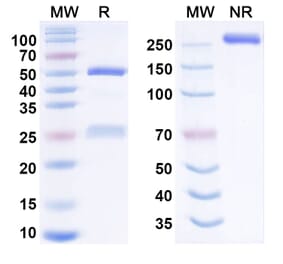 Dose-response - mavrostobart Biosimilar - Anti-CD73 Antibody - BSA and Azide free (A341008) - Antibodies.com