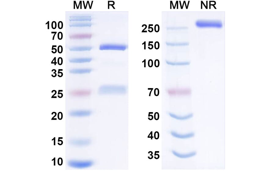 SDS-PAGE - zadoprubart Biosimilar - Anti-BTLA Antibody - BSA and Azide free (A341010) - Antibodies.com