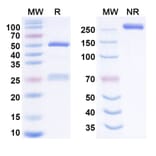 SDS-PAGE - zadoprubart Biosimilar - Anti-BTLA Antibody - BSA and Azide free (A341010) - Antibodies.com