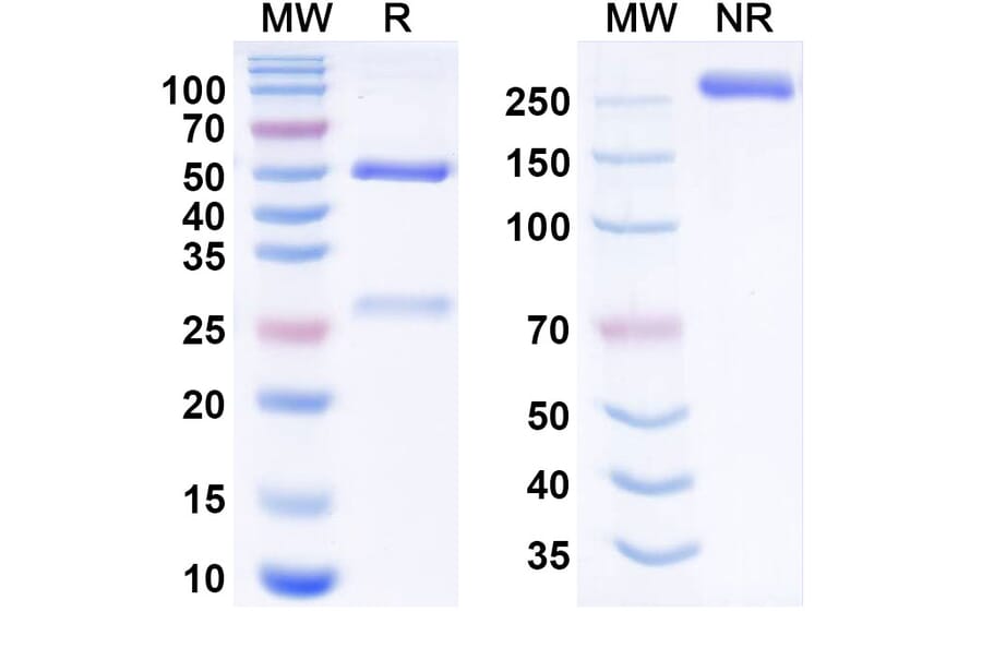 SDS-PAGE - exerenibart Biosimilar - Anti-Matriptase 2 Antibody - BSA and Azide free (A341012) - Antibodies.com