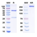 SDS-PAGE - exerenibart Biosimilar - Anti-Matriptase 2 Antibody - BSA and Azide free (A341012) - Antibodies.com