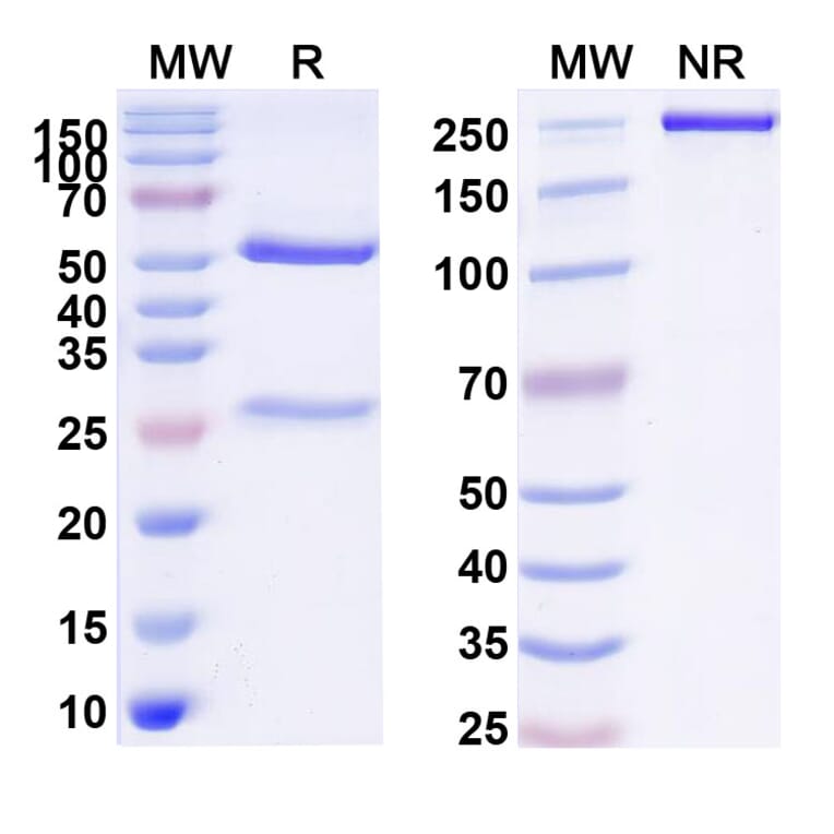SDS-PAGE - denrakibart Biosimilar - Anti-CCL17 Antibody - BSA and Azide free (A341015) - Antibodies.com