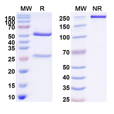 SDS-PAGE - bulumtatug Biosimilar - Anti-PVRL4 Antibody - BSA and Azide free (A341018) - Antibodies.com