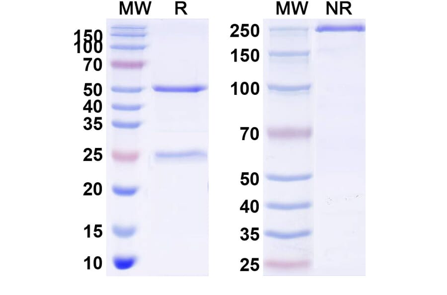 SDS-PAGE - nivisnebart Biosimilar - Anti-Sortilin Antibody - BSA and Azide free (A341019) - Antibodies.com