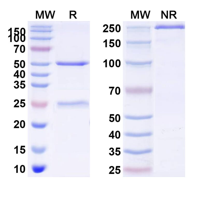 SDS-PAGE - rilogrotug Biosimilar - Anti-GDF15 Antibody - BSA and Azide free (A341020) - Antibodies.com