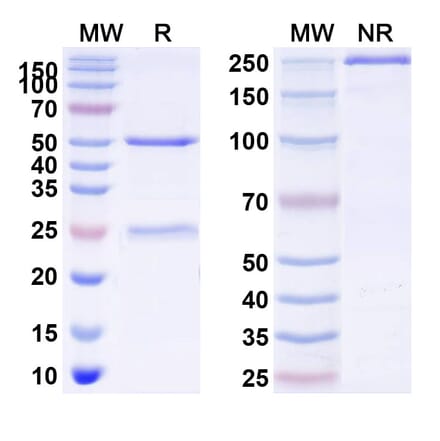 SDS-PAGE - solnerstotug Biosimilar - Anti-VISTA Antibody - BSA and Azide free (A341021) - Antibodies.com