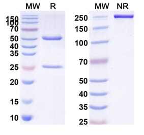 SDS-PAGE - trovostobart Biosimilar - Anti-VISTA Antibody - BSA and Azide free (A341022) - Antibodies.com