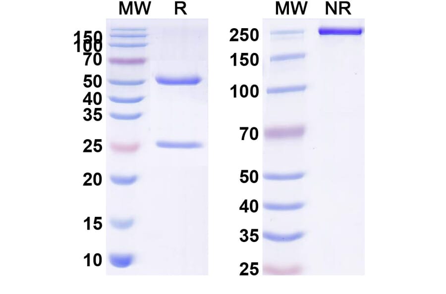 SDS-PAGE - trovostobart Biosimilar - Anti-VISTA Antibody - BSA and Azide free (A341022) - Antibodies.com