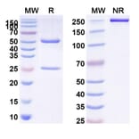 SDS-PAGE - trovostobart Biosimilar - Anti-VISTA Antibody - BSA and Azide free (A341022) - Antibodies.com
