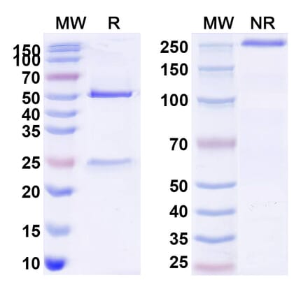 SDS-PAGE - Anti-STEAP2 Antibody [AZD516] Biosimilar - BSA and Azide free (A341034) - Antibodies.com
