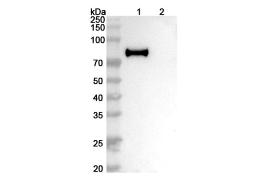 SDS-PAGE - Anti-Hemagglutinin Antibody [H7N9] Biosimilar - BSA and Azide free (A341036) - Antibodies.com