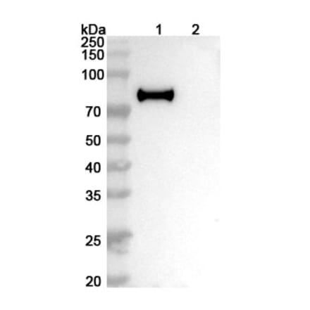 SDS-PAGE - Anti-Hemagglutinin Antibody [H7N9] Biosimilar - BSA and Azide free (A341036) - Antibodies.com
