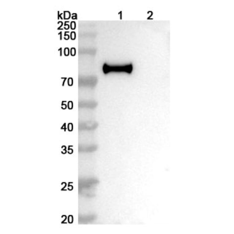 SDS-PAGE - Anti-Hemagglutinin Antibody [H7N9] Biosimilar - BSA and Azide free (A341036) - Antibodies.com