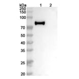 SDS-PAGE - Anti-Hemagglutinin Antibody [H7N9] Biosimilar - BSA and Azide free (A341036) - Antibodies.com