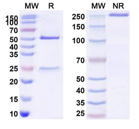 SDS-PAGE - Anti-Hemagglutinin Antibody [H3N2] Biosimilar - BSA and Azide free (A341037) - Antibodies.com