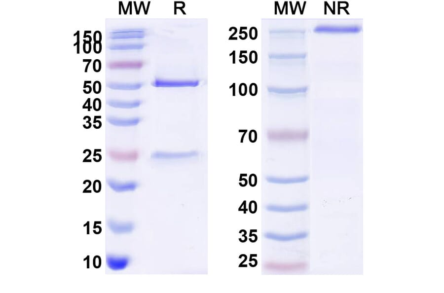 SDS-PAGE - Anti-Hemagglutinin Antibody [H3N2] Biosimilar - BSA and Azide free (A341037) - Antibodies.com