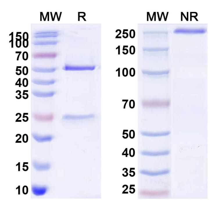SDS-PAGE - Anti-Hemagglutinin Antibody [H3N2] Biosimilar - BSA and Azide free (A341037) - Antibodies.com